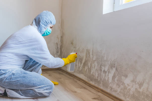 Licensed Mold Remediation service in Scotch Plains, NJ - WQB Mold Removal